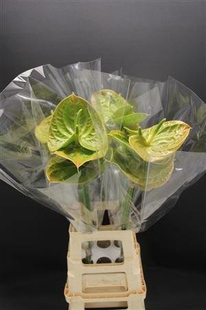 <h4>Anthurium Olivius</h4>