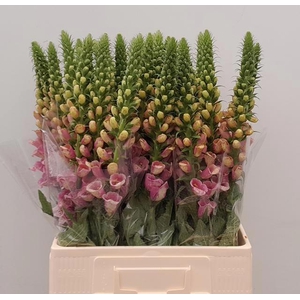 DIGI PURPUREA