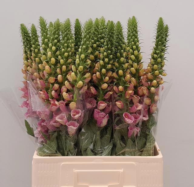 <h4>DIGI PURPUREA</h4>