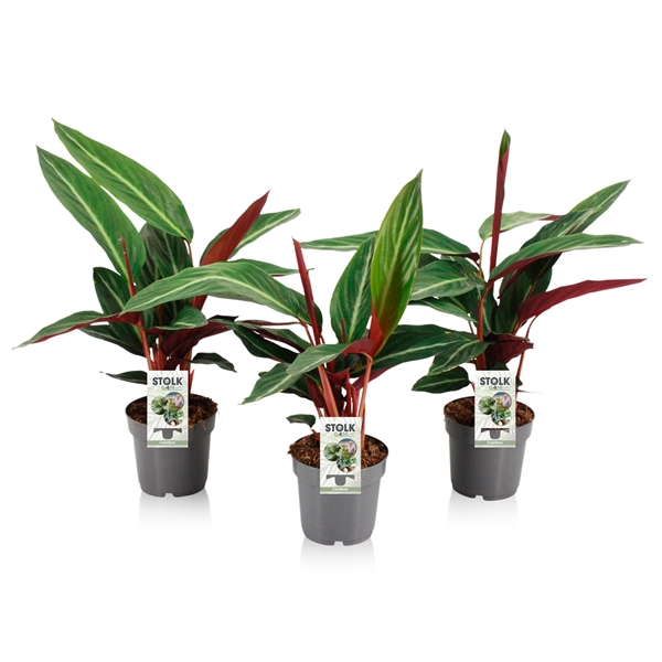 <h4>Calathea Stromanthe</h4>