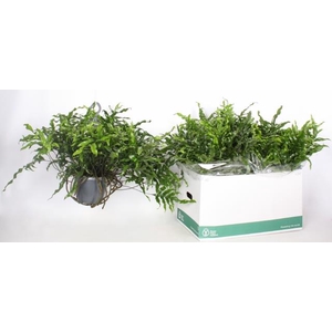 MICROS DIVERSIFOLIUM