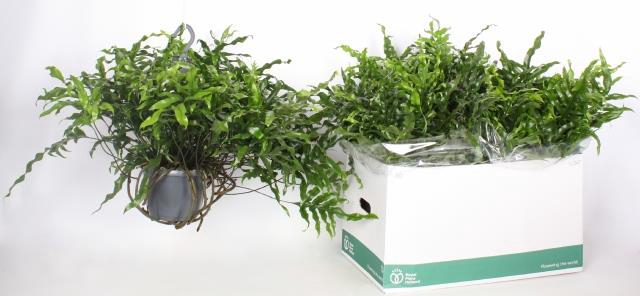 MICROS DIVERSIFOLIUM