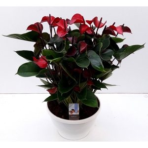 ANTHU AN ADIOS RED BIG BOWL