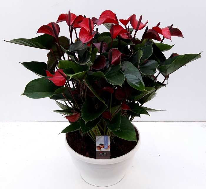 <h4>ANTHU AN ADIOS RED BIG BOWL</h4>