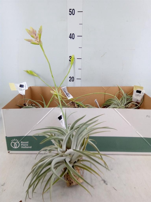<h4>Tillandsia</h4>