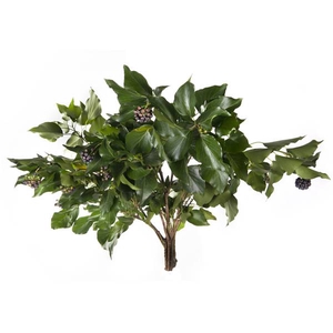 Hedera Leaves 300gr P Bunch