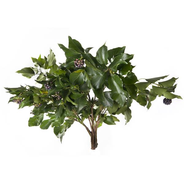 <h4>Hedera Leaves 300gr P Bunch</h4>