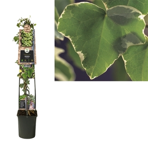 Hedera h. 'Glacier' +3.0 label