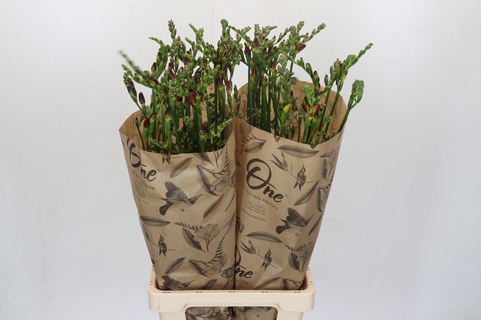 <h4>Freesia One Xxl Red</h4>