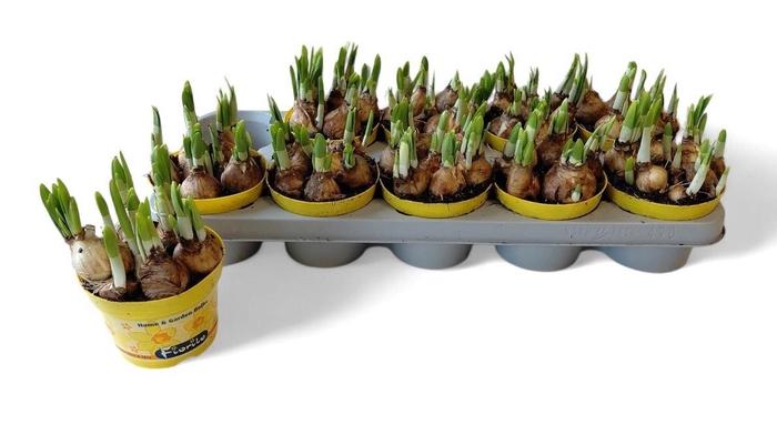 <h4>NARC O TETE A TETE</h4>