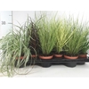 Carex mix