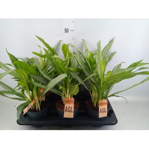 Aglaonema  'White Lance'