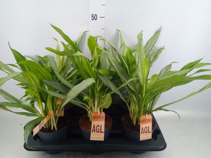 <h4>Aglaonema  'White Lance'</h4>