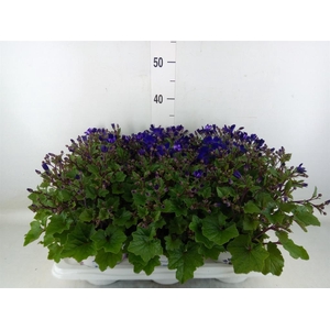 Pericallis cr. 'Senetti Blue Deep'