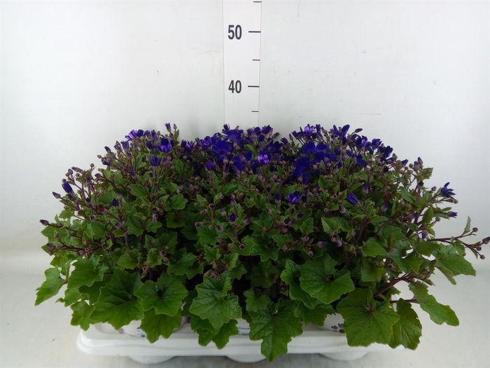 <h4>Pericallis cr. 'Senetti Blue Deep'</h4>