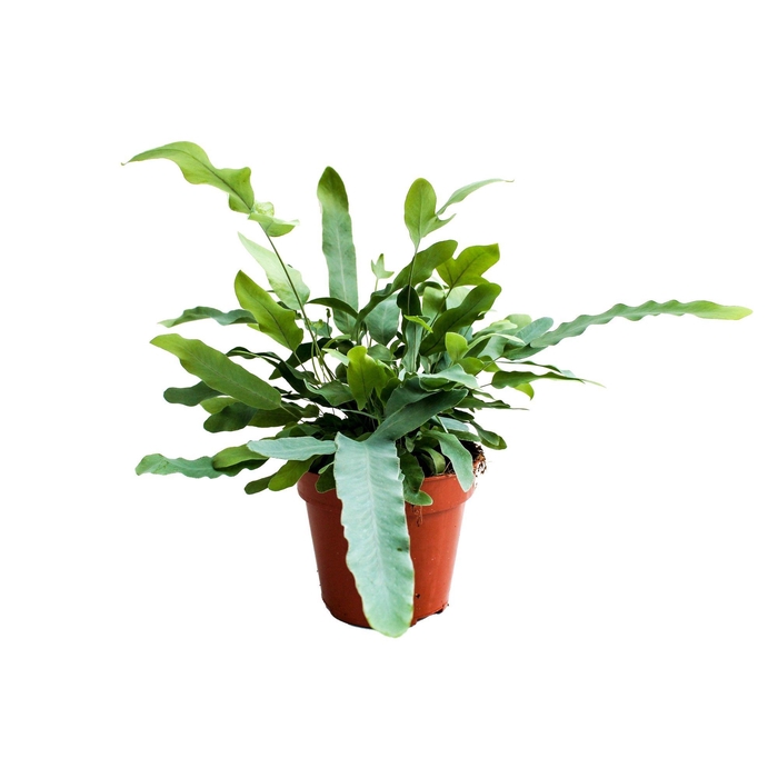 <h4>Phlebodium Blue Star GEEN hoes (Blauwvaren)</h4>