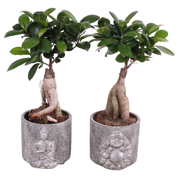 <h4>Ficus m. Ginseng pot ø09cm in 11cm Concrete Silver Buddha</h4>