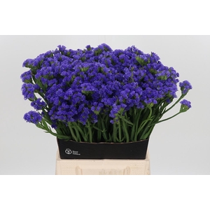 Limonium Crystal Dark Blue