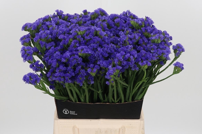 <h4>Limonium Crystal Dark Blue</h4>