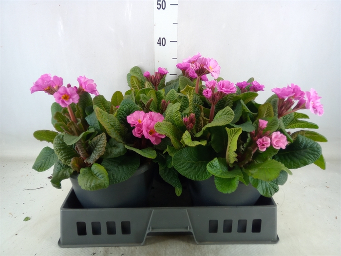 <h4>Primula elat.</h4>