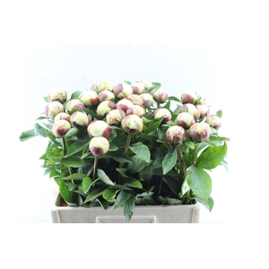Paeonia L Elsa Sass