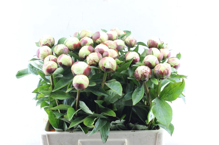 <h4>Paeonia L Elsa Sass</h4>