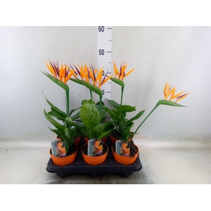 Arr.  Strelitzia L%