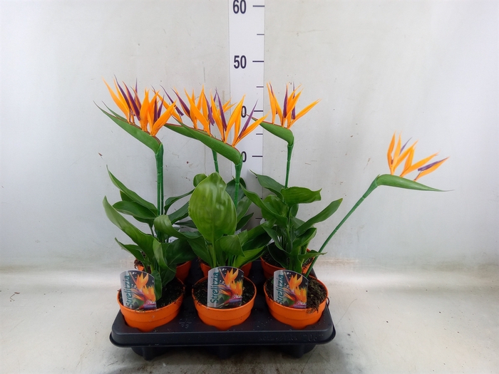 <h4>Arr.  Strelitzia L%</h4>