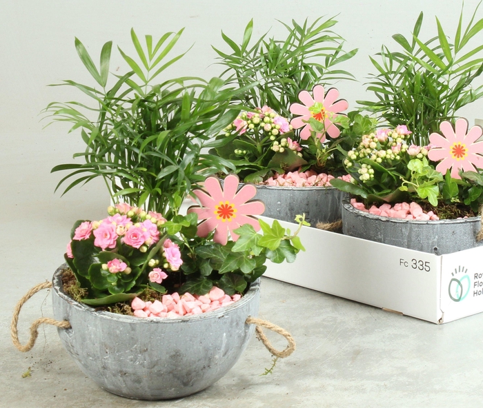 <h4>ARR KAMERPL</h4>