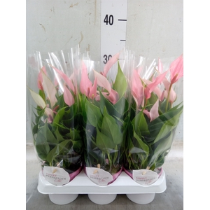 Anthurium andr. 'Lilli'
