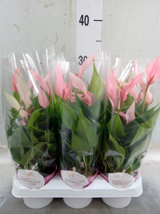 <h4>Anthurium andr. 'Lilli'</h4>