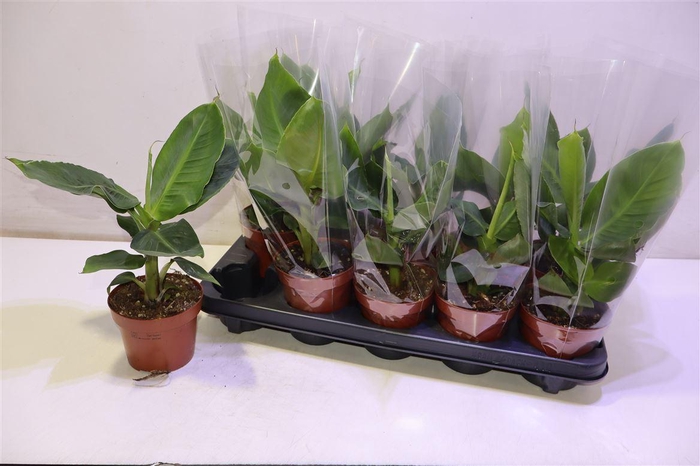 <h4>Musa Tropicana</h4>