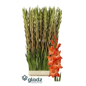 Glad Gr Live Oak Gladz