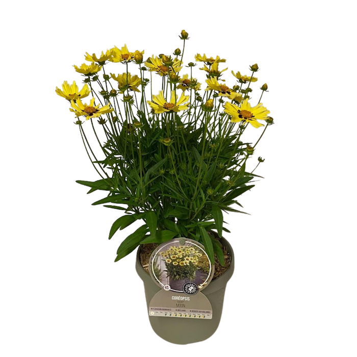 <h4>Coreopsis overig</h4>