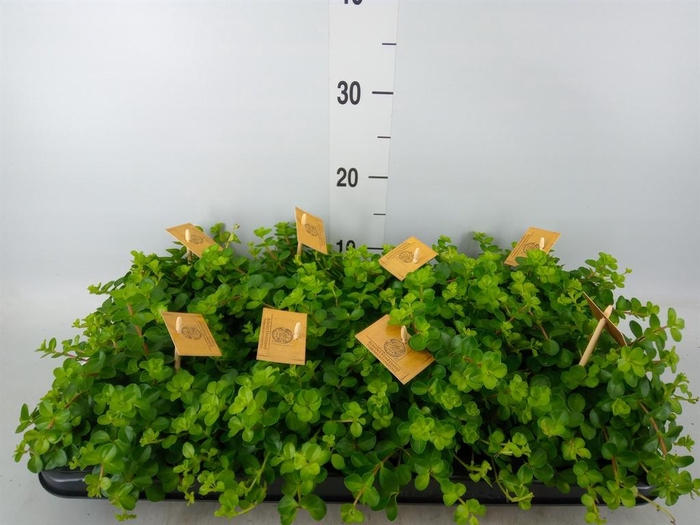 <h4>Peperomia rotundifolia</h4>