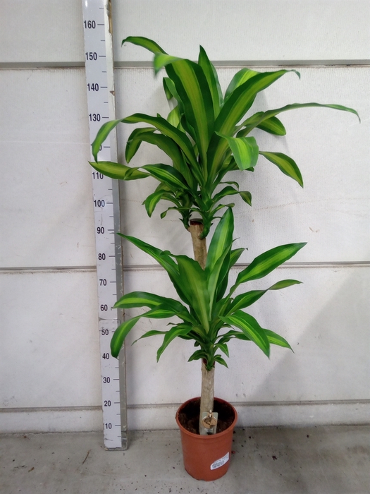 <h4>Dracaena frag. 'Massangeana'</h4>