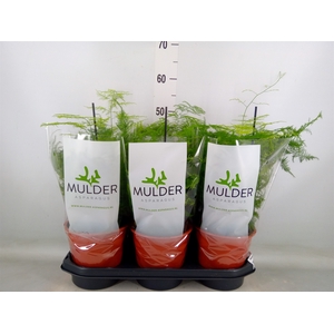 Asparagus setaceus