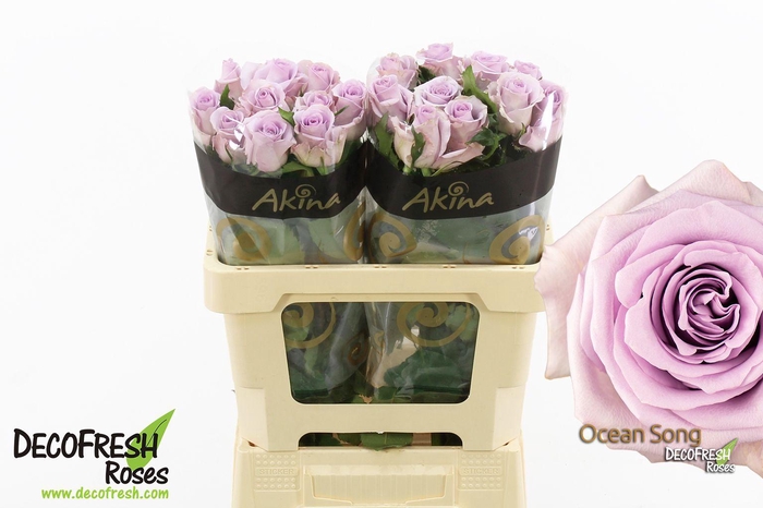 <h4>R Gr Ocean Song</h4>