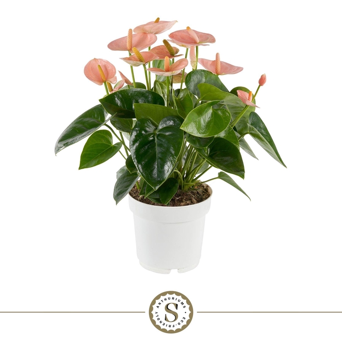 <h4>Spirit 14cm in Ecobox</h4>