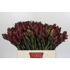 Leucadendron Senorita
