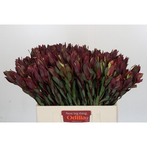 Leucadendron Senorita