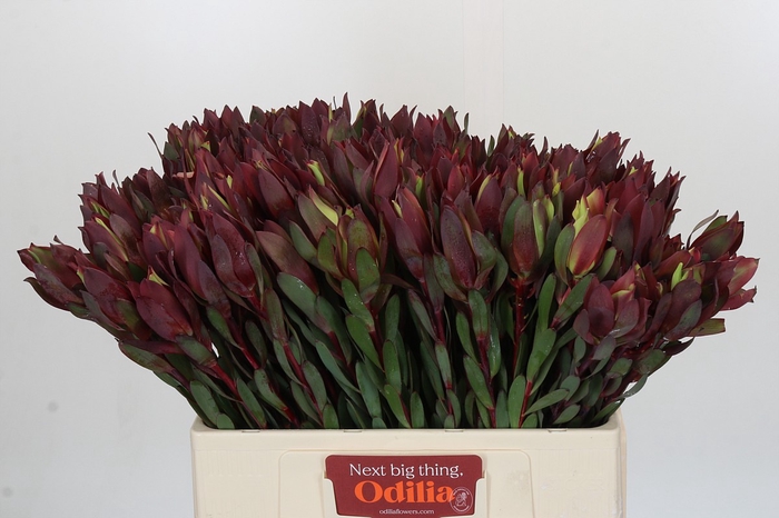 <h4>Leucadendron Senorita</h4>