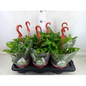 Monstera adansonii 'Aurea'