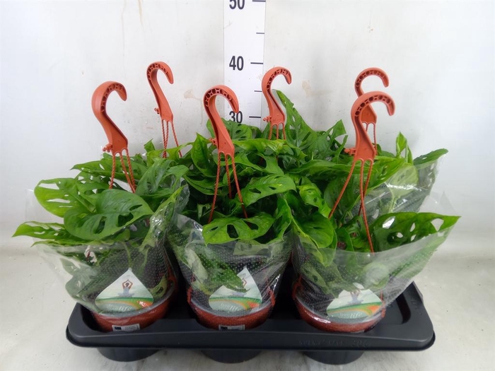 <h4>Monstera adansonii 'Aurea'</h4>