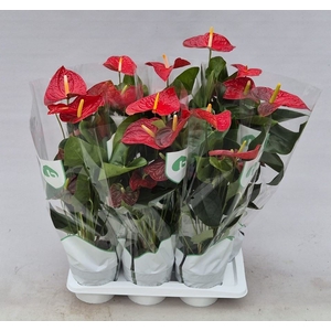 Anthurium andr. 'Dakota'