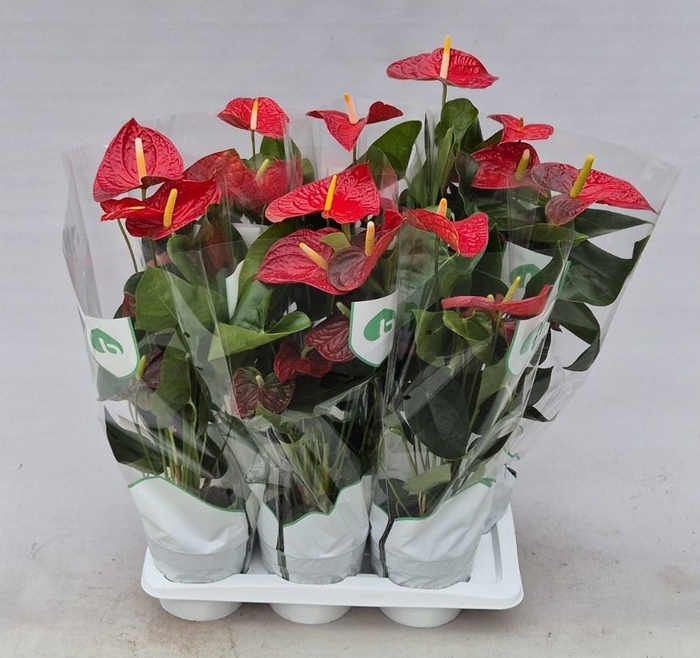 <h4>Anthurium andr. 'Dakota'</h4>