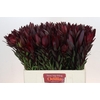 Leucadendron Saf Sunset Dark R.