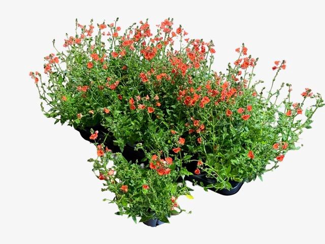 <h4>DIAS MIRACLE ORANGE</h4>