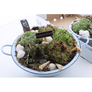 ARR SEMPERVIVUM