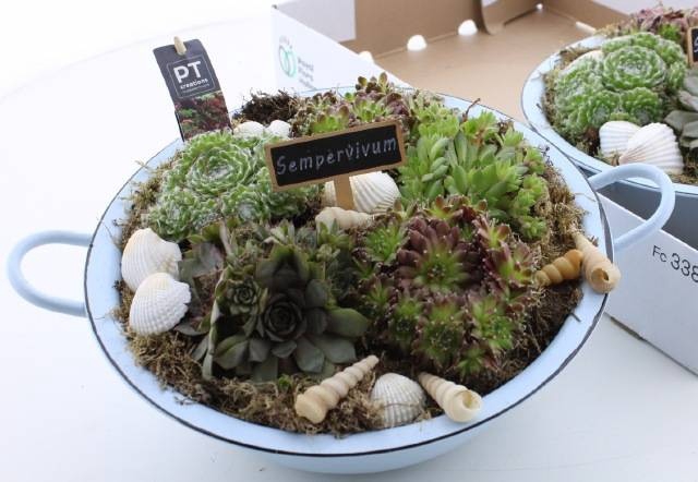 <h4>ARR SEMPERVIVUM</h4>